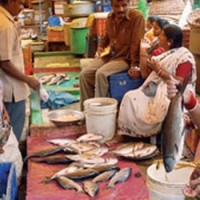 buy fresh fish online